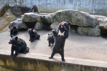 日本の観光地のクマ牧場のツキノワグマ