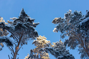 Pine and fir forest covered in snow and blue sky