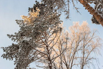 Pine and fir forest covered in snow