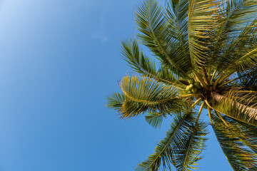 Tropical palm tree with sun light on sunset sky and cloud abstract background. palm tree blue sky