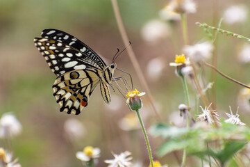 Beautiful butterfly in the garden