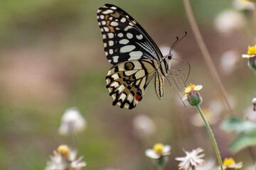Beautiful butterfly in the garden