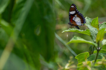 Beautiful butterfly in the garden