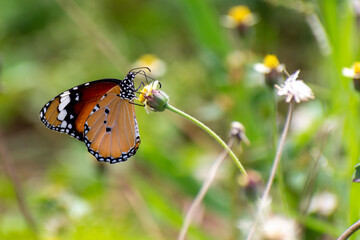 Beautiful butterfly in the garden