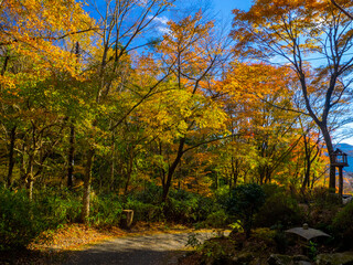 Autumn leaves in a shrine garden (Hakone, Kanagawa, Japan)