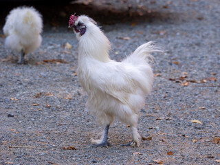 Male silkie chicken (Hakone, Kanagawa, Japan)