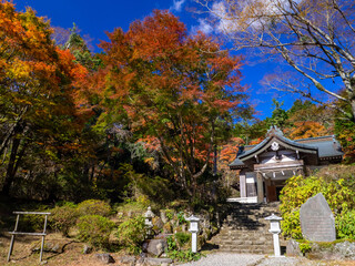 Fototapeta premium Autumn leaves in a shrine (Kintoki shrine, Hakone, Kanagawa, Japan)