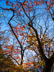 Autumn leaves in a mountain on a sunny day (Hakone, Kanagawa, Japan)