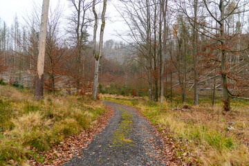 Forest Road. Autumn. Nature and wildlife. Forest landscape.