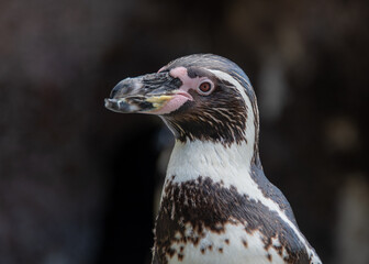 Obraz premium close up of a penguin