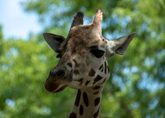 portrait of a giraffe