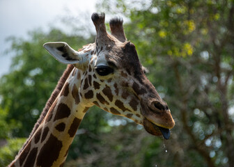close up of a giraffe