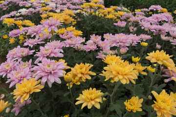 Superb view with chrysanthemums buds blooming all over.