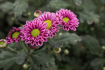 Obraz premium The top view of a cluster of yellow Chrysanthemums grows in the garden.