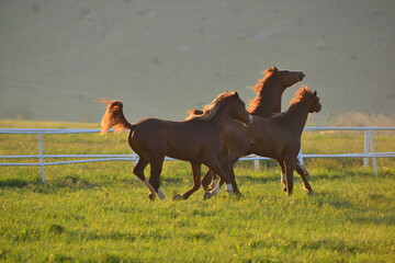 Arabian Hors. Turkey. 