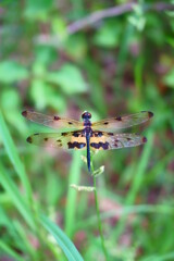 dragonfly on a branch
