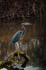 Blue heron standing on a log in the water, located in Chilliwack BC Canada near Vancouver, Whistler, Squamish, Abbotsford and Hope.