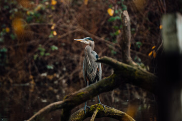 Blue heron standing on a log in the water, located in Chilliwack BC Canada near Vancouver, Abbotsford and Hope.	