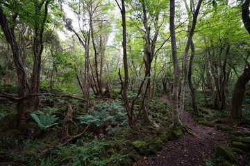 a fascinating footpath through autumn forest