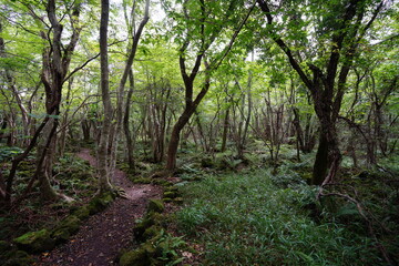a fascinating footpath through autumn forest