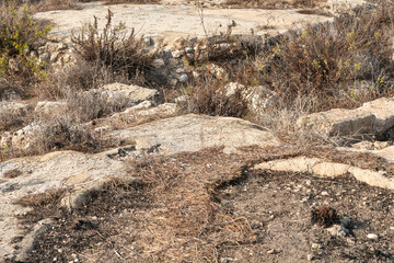 Excavations  of the ancient Phoenician city Tel Shikmona, on the shores of the Mediterranean Sea,...