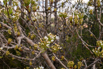 Blooming  white flowers on the branches of a tree - Hazel in northern Israel