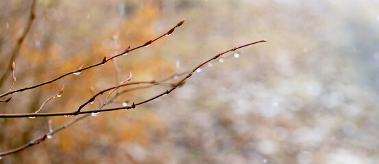 Raindrops on a bare branch in the spring during the melting snow