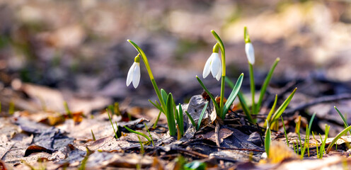 White snowdrops in the spring forest in sunny weather