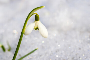 White snowdrop in the forest on a background of snow. snowdrop on a blurred background