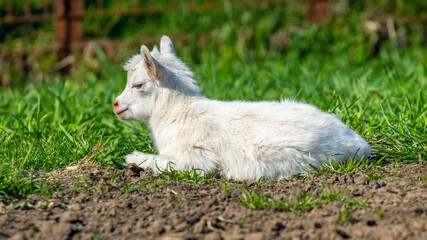 Obraz premium A small white goat lies on the grass in sunny weather