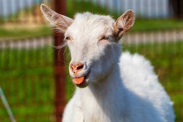 Obraz premium White goat with a protruding tongue on a farm near the fence