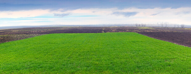 Spring field with crops of young green grass
