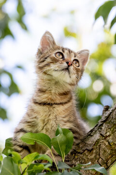 A small striped kitten on a tree looks up