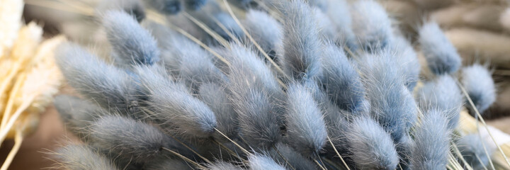 Dry black and beige flowers bunny tails closeup