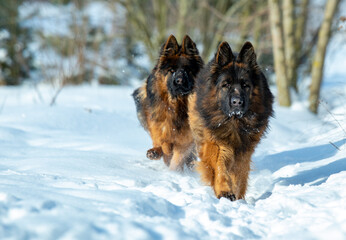 Dwa owczarki niemieckie biegnące  w śniegu