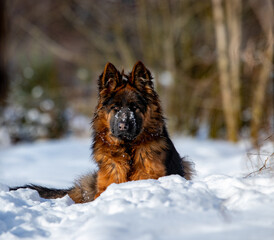 Young, black dog lying in the snow - obrazy, fototapety, plakaty