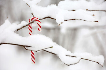 Christmas candy cane hanging on a tree branch covered with snow. Fairy winter forest, background for New Year celebration, cold weather