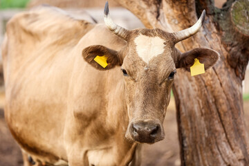 Cute cow on farmyard, closeup