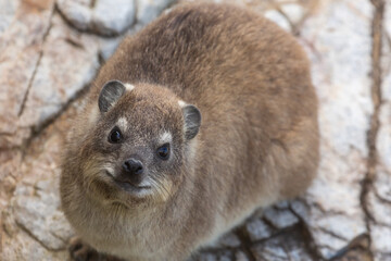 Naklejka premium Close-up of a Rock Hyrax seen in Hermanus in the Western Cape of South Africa