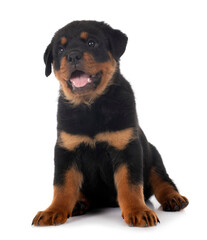 puppy rottweiler in studio