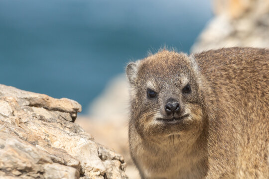 Close-up of the face of a Rock Hyrax taken in Hermanus in the Western Cape of South Africa