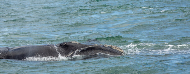 Fototapeta premium Southern Right Whale (Eubalaena australis) in the Walker Bay near Hermanus