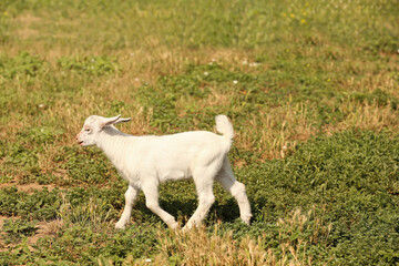 Cute baby goat on farm