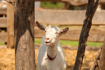 Cute funny goat on farm in sunny day