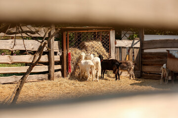 Cute funny goats eating hay on farm