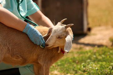 Veterinarian examining goat on farm