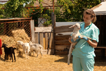 Veterinarian with cute baby goat on farm