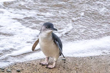 Fotobehang Little Blue Penguin in Australasia © Imogen