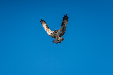 ホバリングするミサゴ