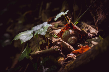 leafs
